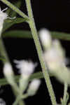 Waxy thoroughwort